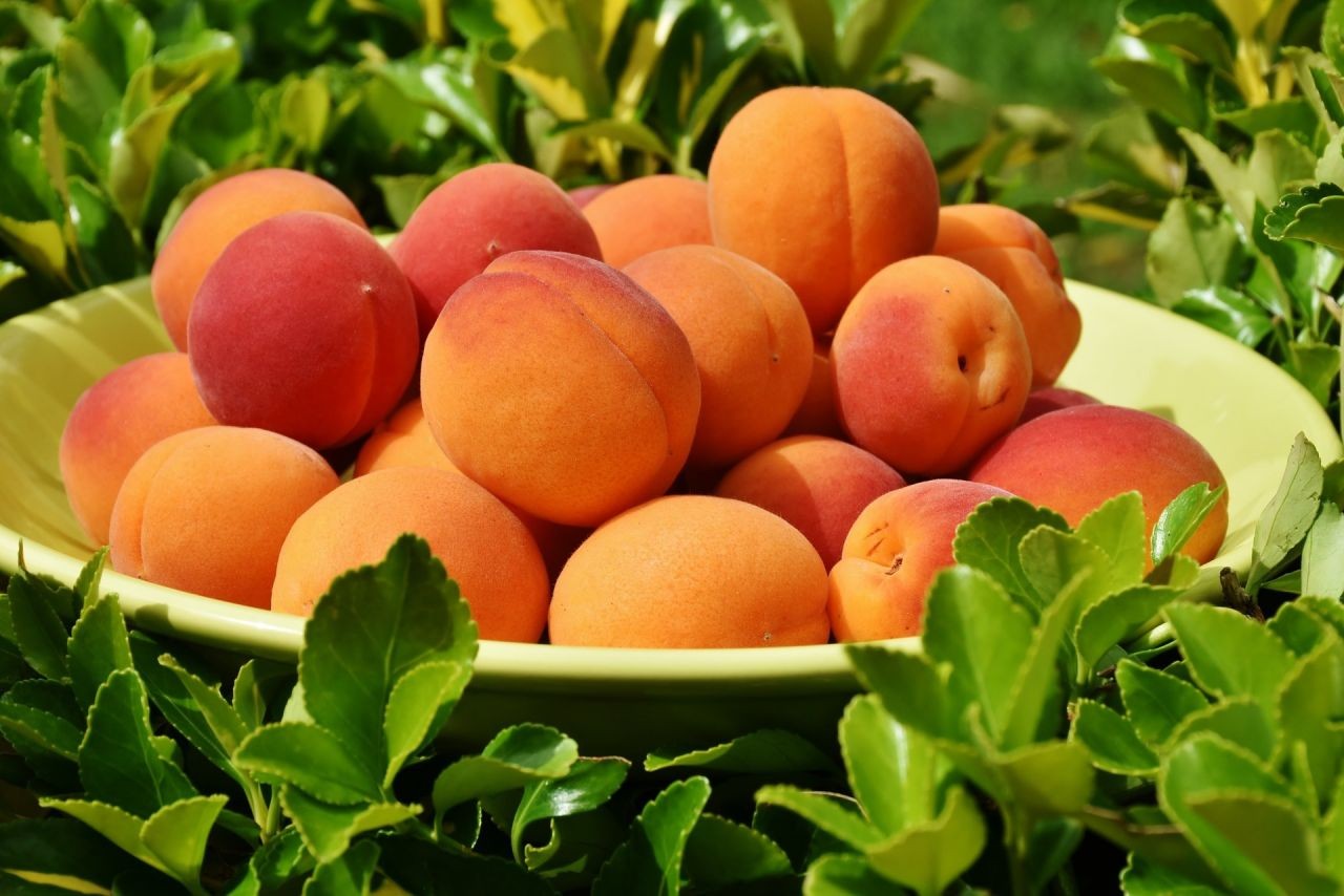 apricots-1522680_1920