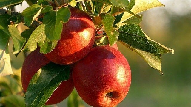 apfel